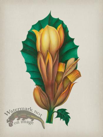 Andean Botanicals 002